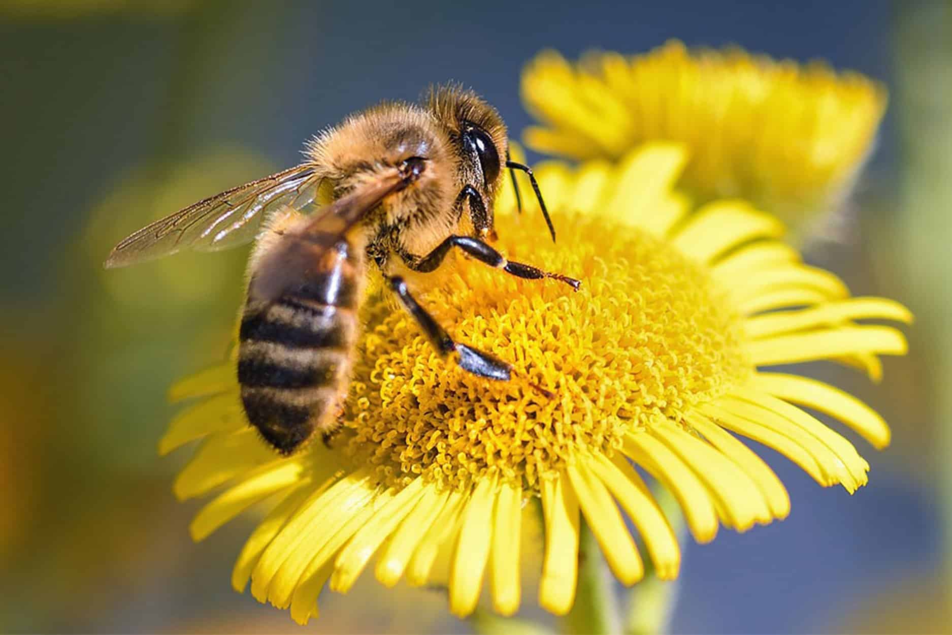 Abeille qui butine.