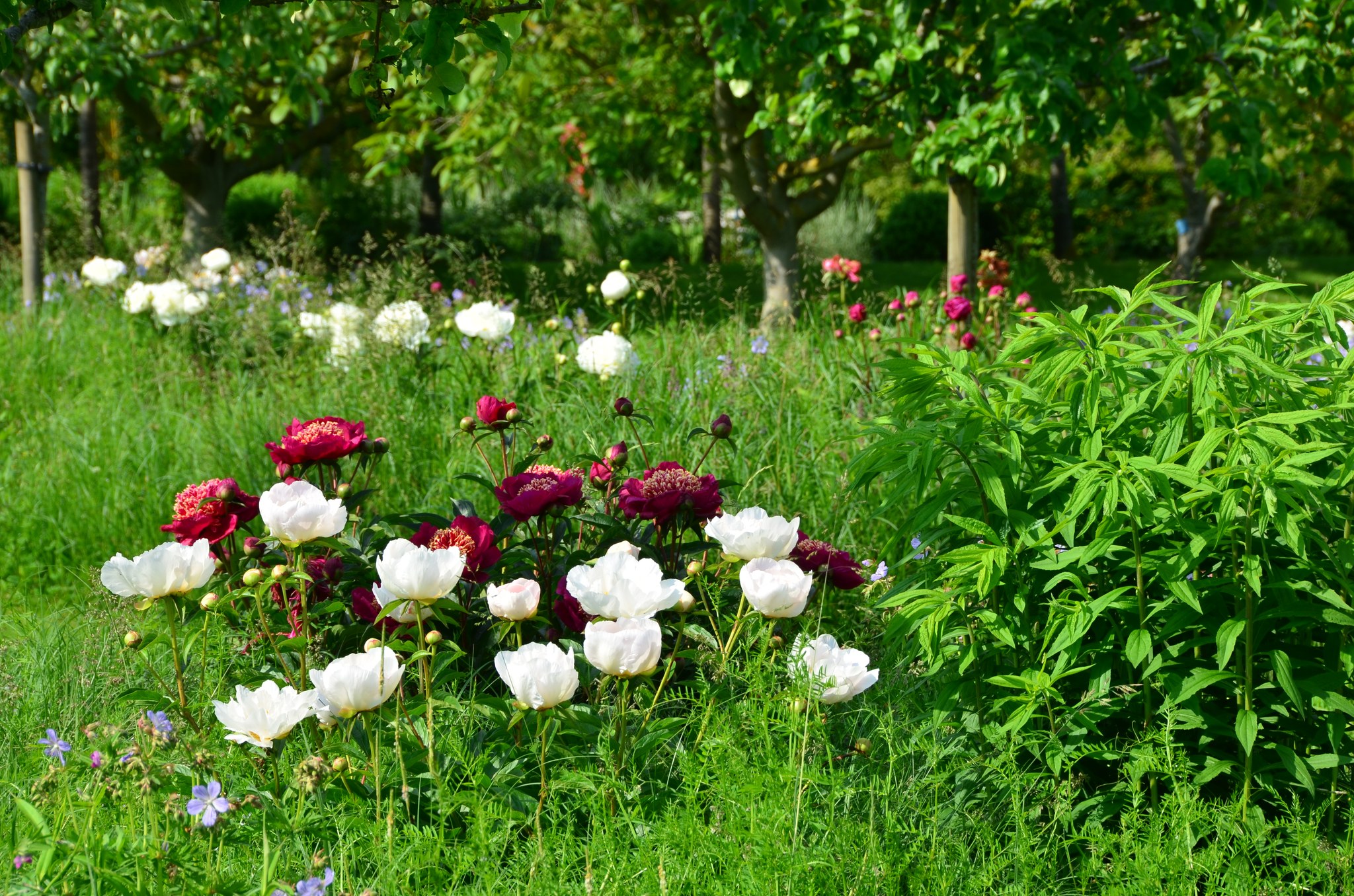 Champs de fleurs dans les Jardins de Laquenexy
