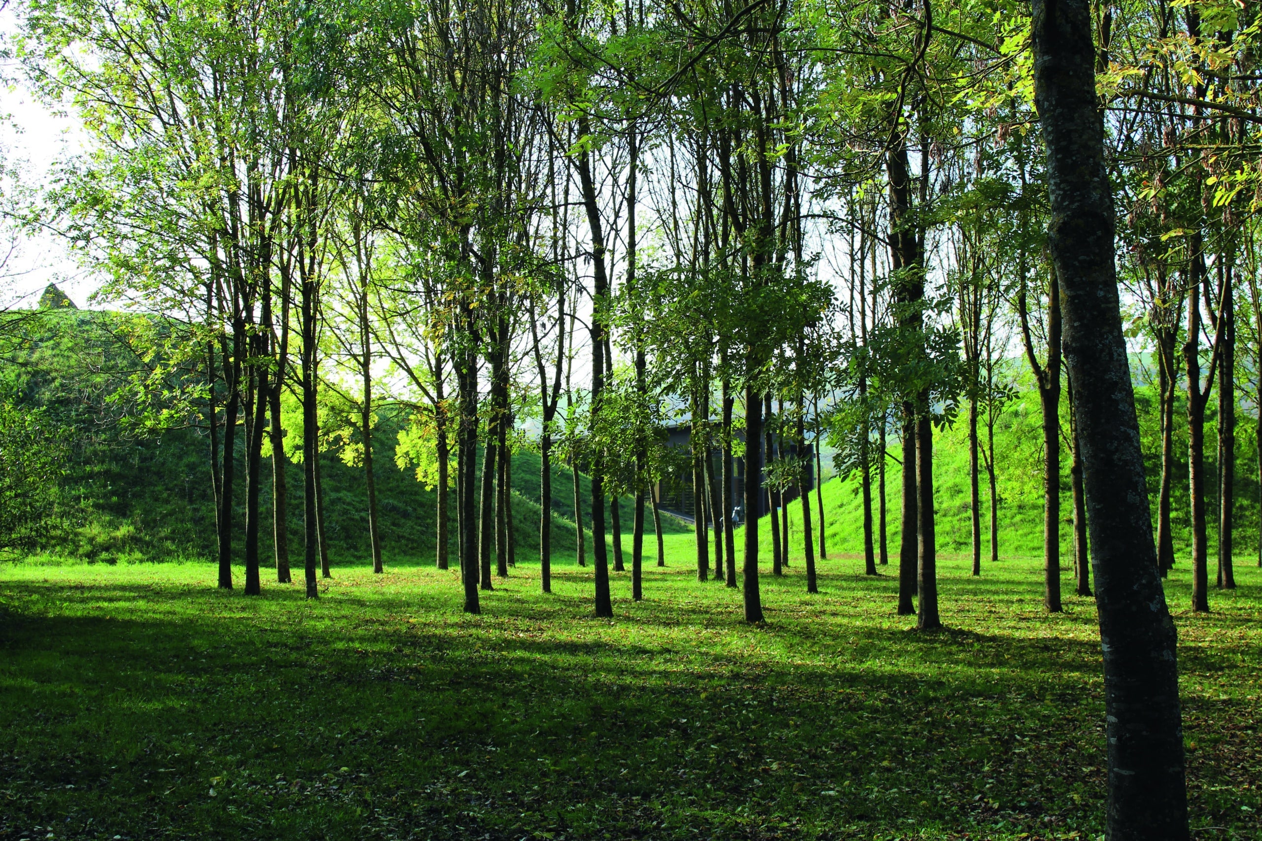 Forêt au Parc archéologique européen de Bliesbruck-Reinheim