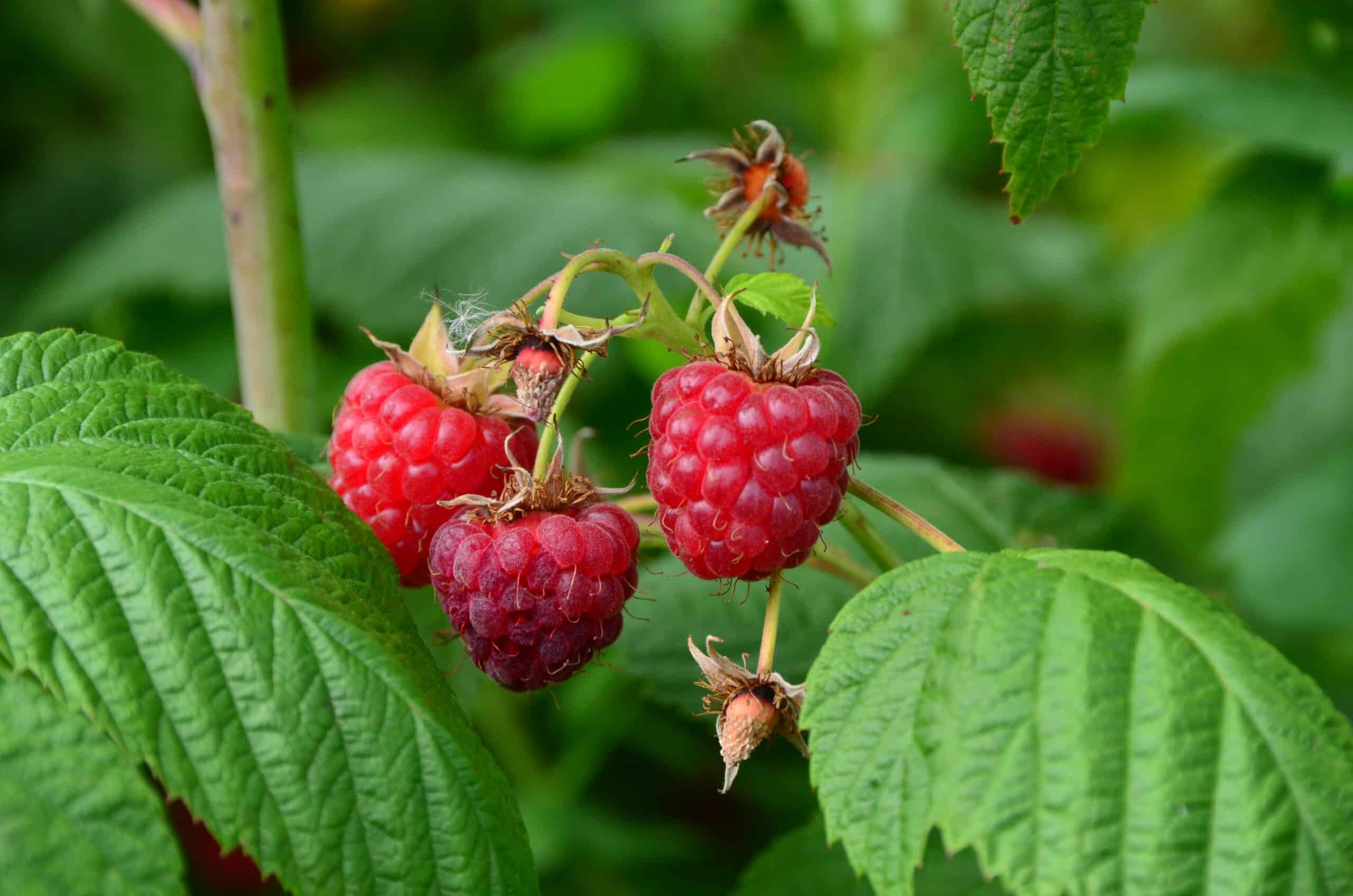 Photographie d'un plant de framboises des Jardins Fruitiers de Laquenexy