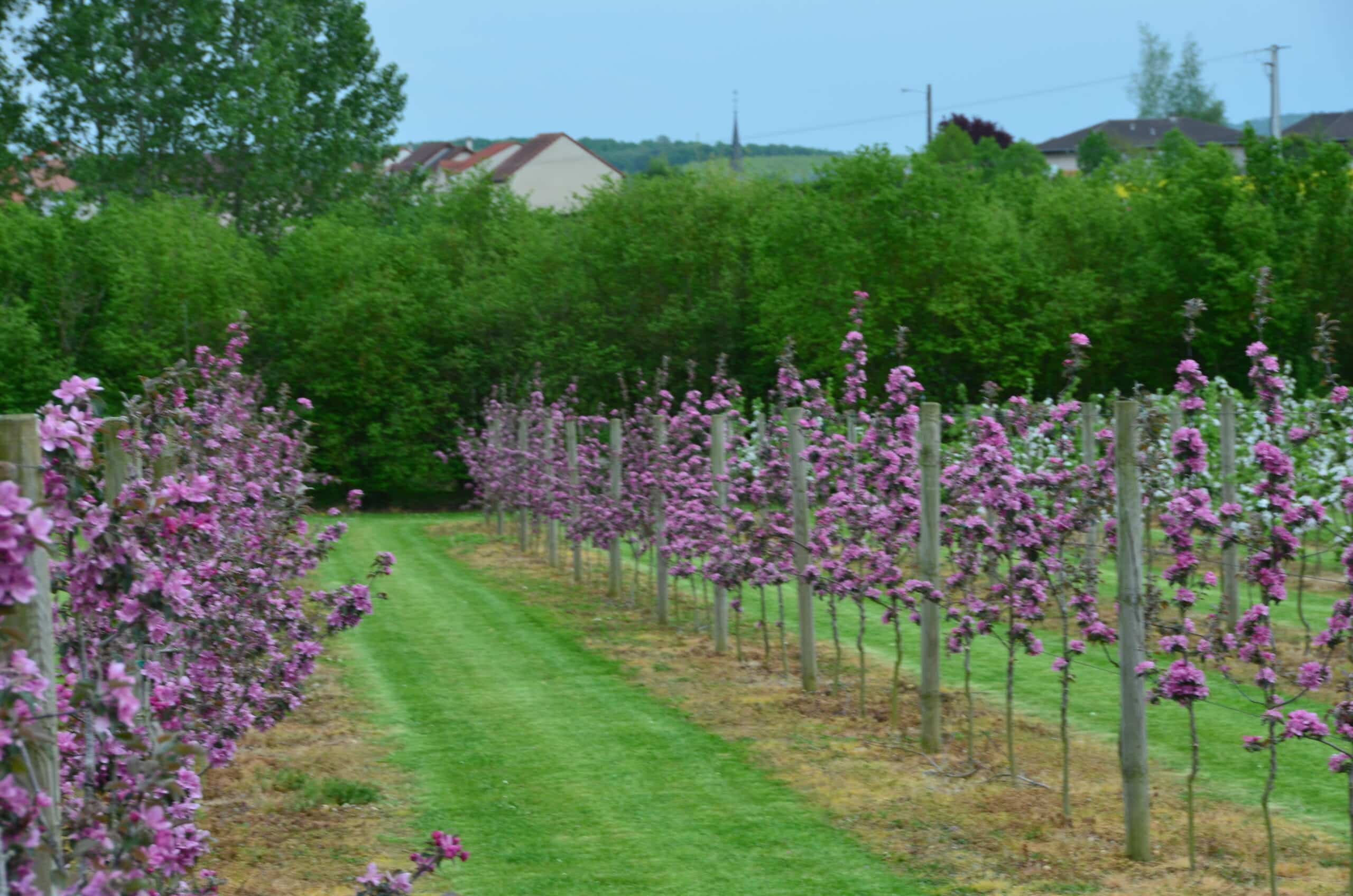 Photographie d'une vergers d'arbres fruitiers dans les Jardins Fruitiers de Laquenexy