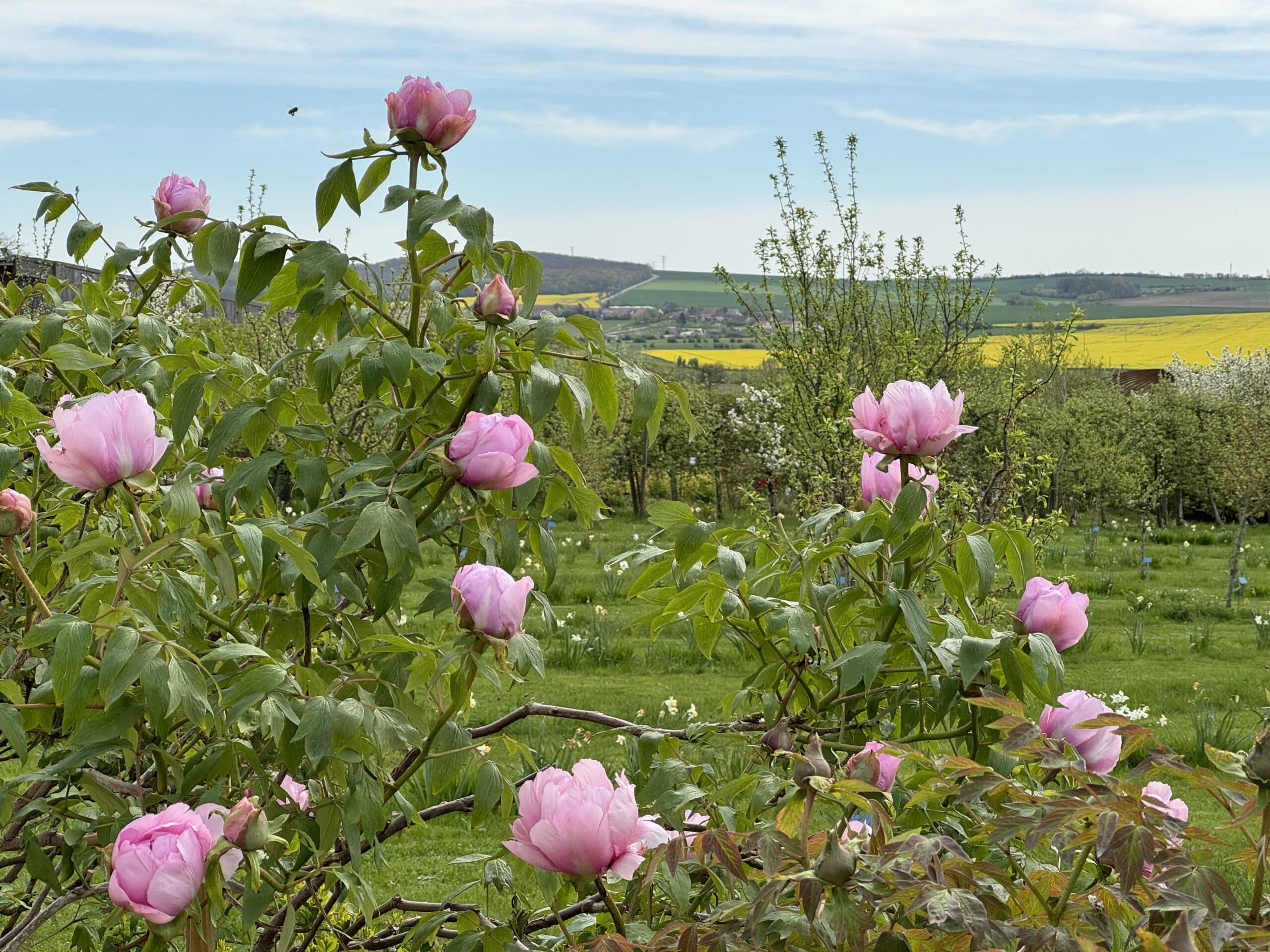 Photographie des vergers présents dans les Jardins Fruitiers de Laquenexy