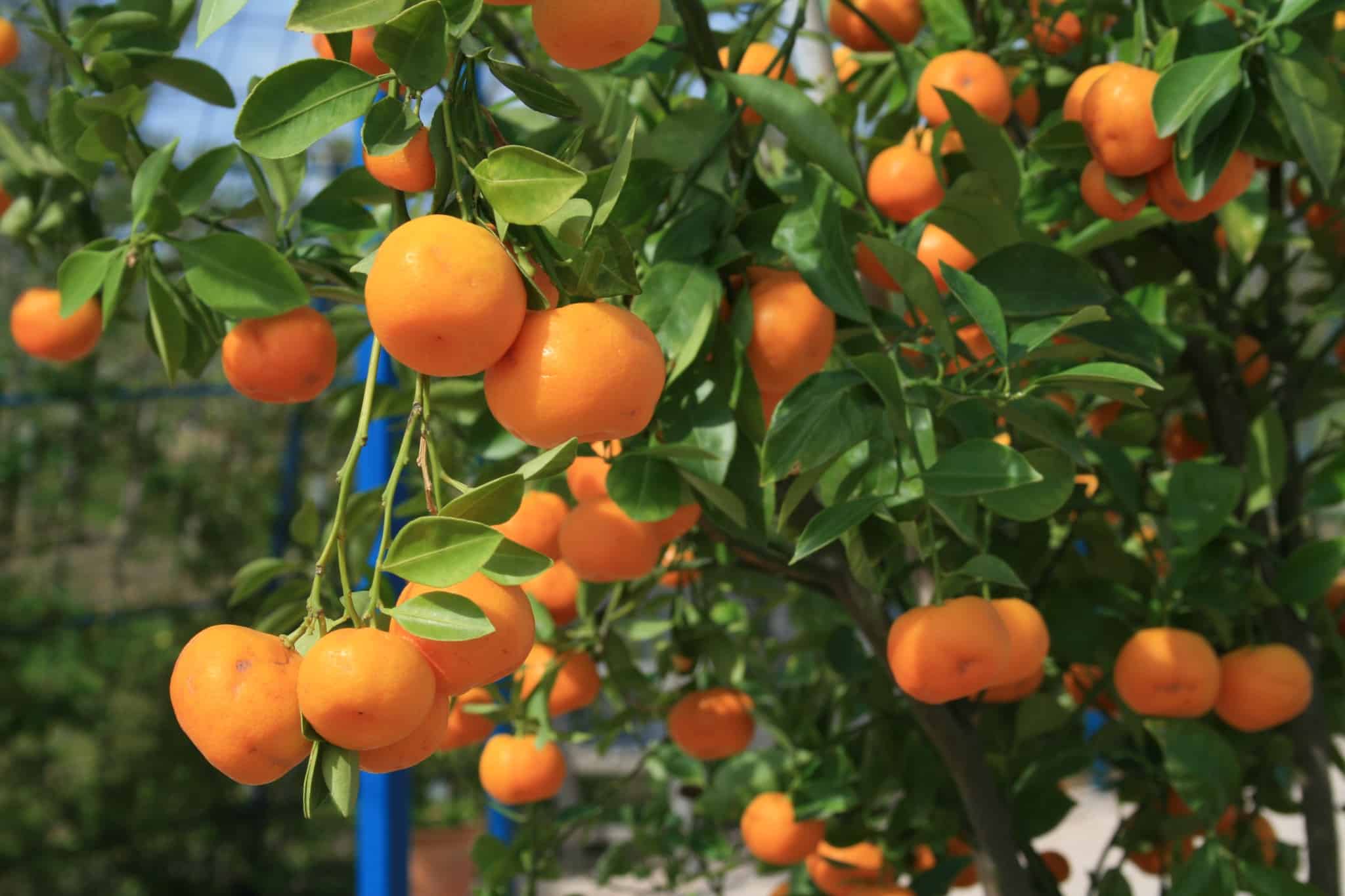 Photographie de mandarines sur leur arbre dans les Jardins Fruitiers de Laquenexy