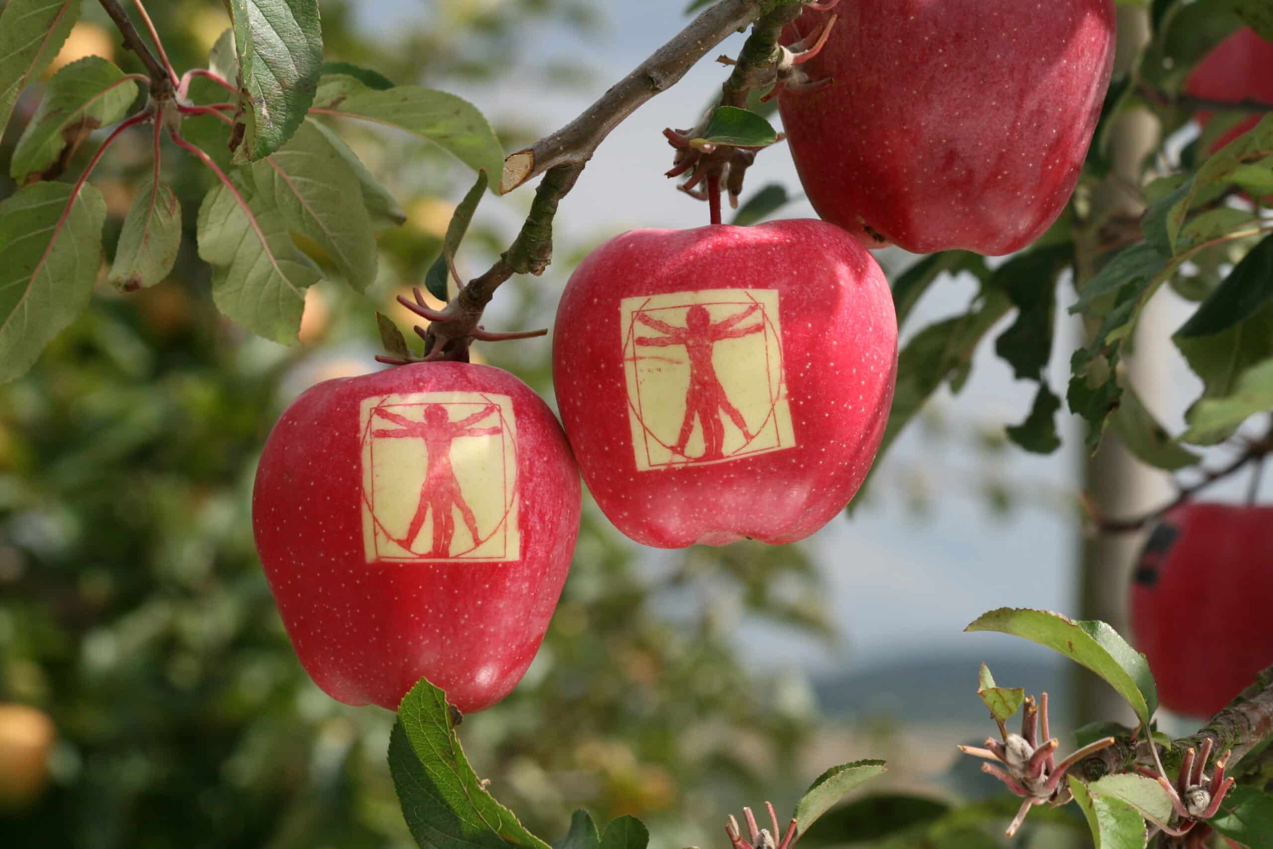 Photographie d'une pomme taillé avec un homme de Vitruve de De Vinci dans les Jardins Fruitiers de Laquenexy