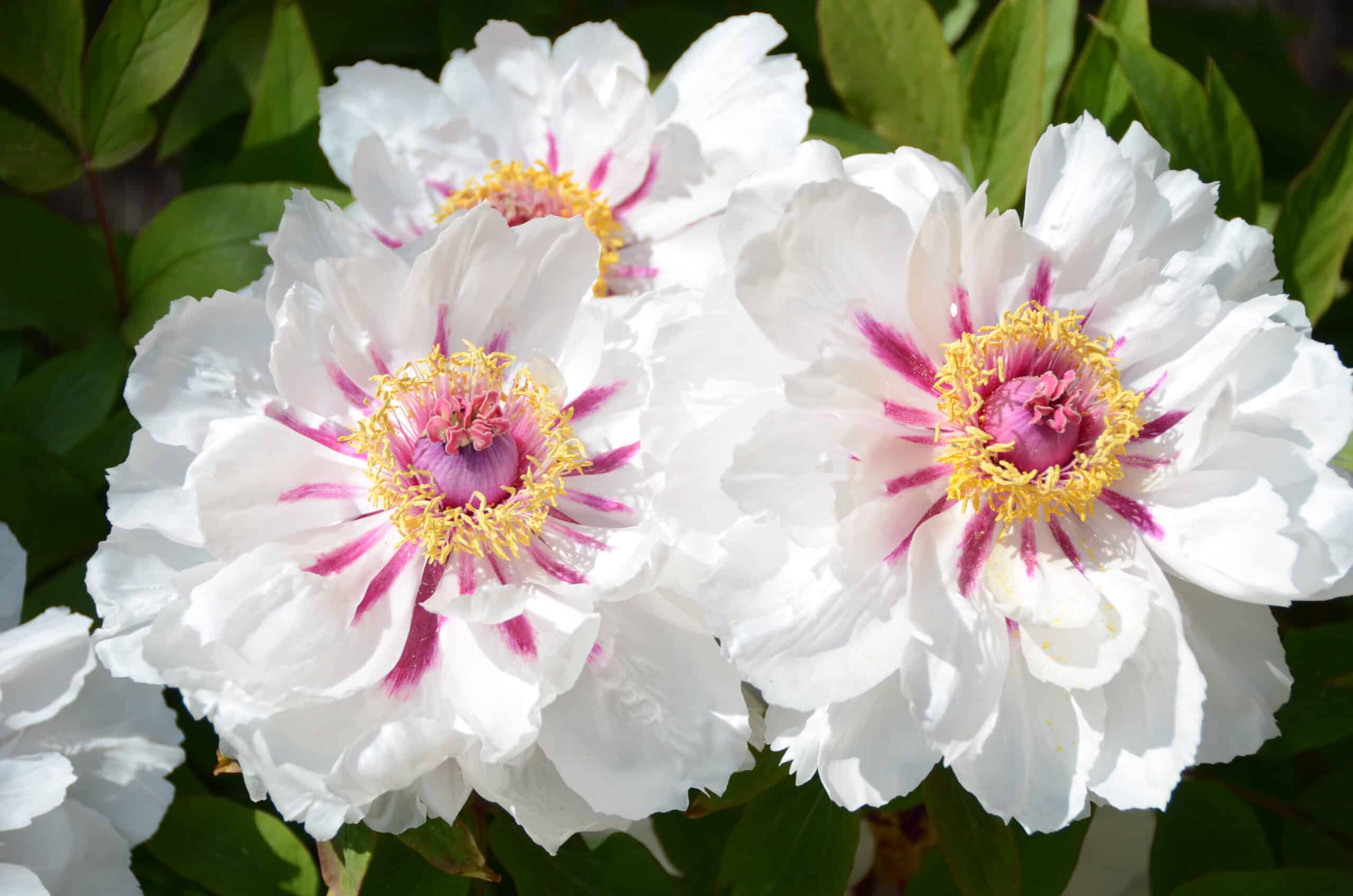 Pivoine blanche cœur rose