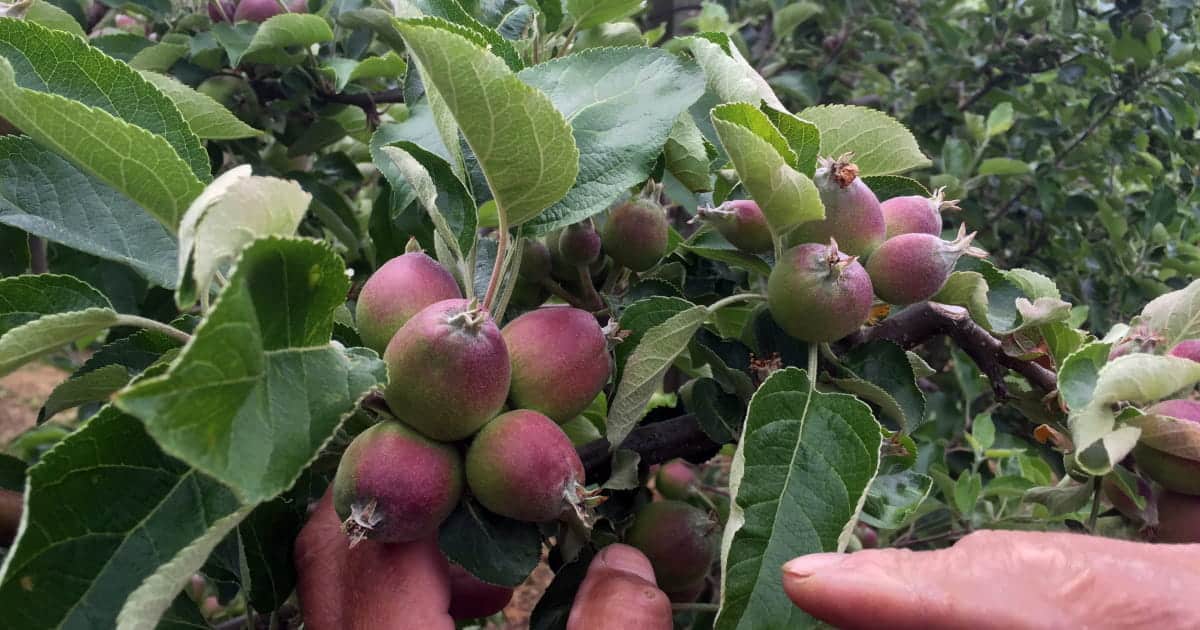 Visuel montrant un arbre avec des fruits dessus pour expliquer la technique de l'éclaircissage