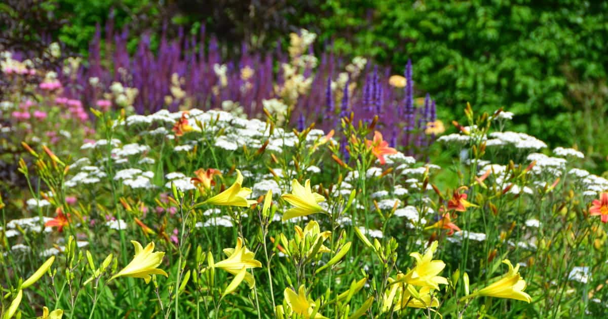 photo présentant des plantes vivaces avec des fleurs de couleurs différentes (jaunes, blanches et violettes)