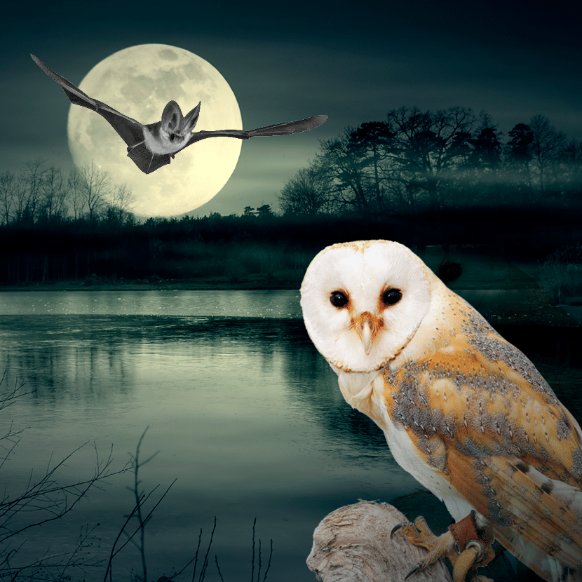 Un étang éclairé par une pleine lune dans laquelle on voit une chauve-souris et au premier plan une chouette.