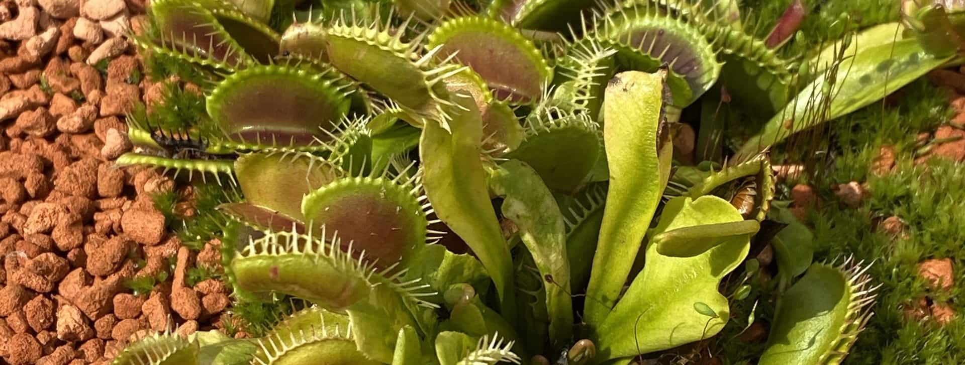 Gros plan sur une dionée attrape-mouche, la plante carnivore à mâchoires.