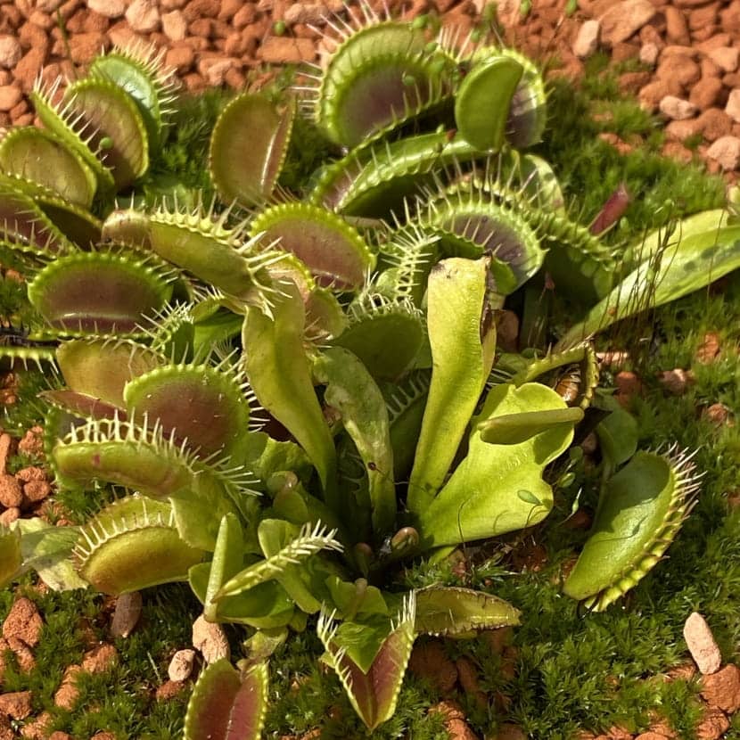 Gros plan sur une dionée attrape-mouche, la plante carnivore à mâchoires.