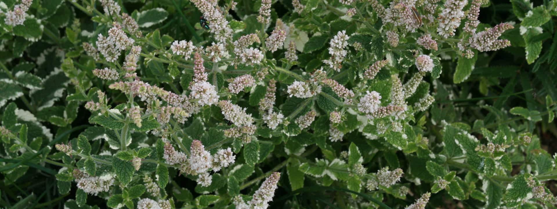 Gros plan sur une menthe panachée en fleur.