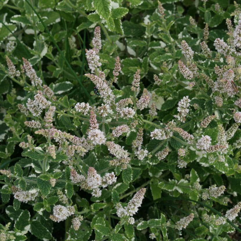 Gros plan sur une menthe panachée en fleur.