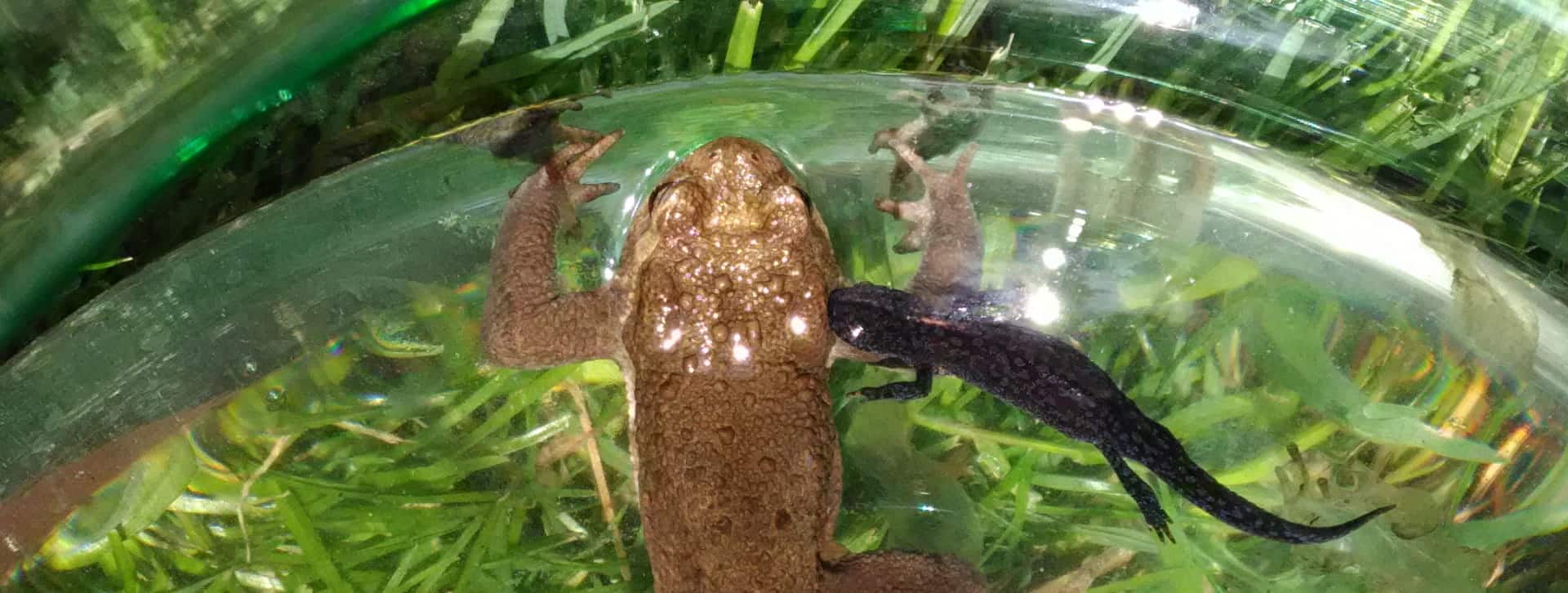Crapaud et triton dans une bulle d'eau