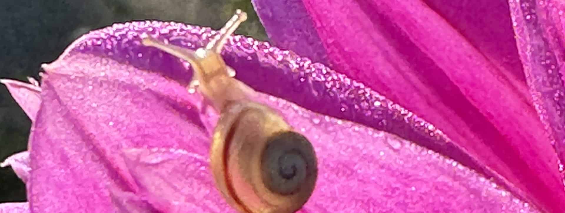 Petit escargot sur un pétale de fleur rose
