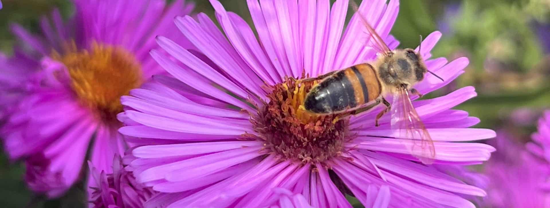 Guêpe sur une fleur d'aster mauve au cœur orangé