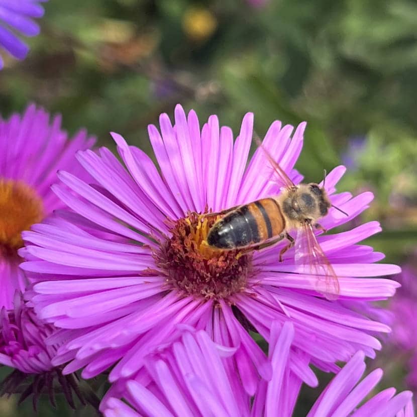 Guêpe sur une fleur d'aster mauve au cœur orangé