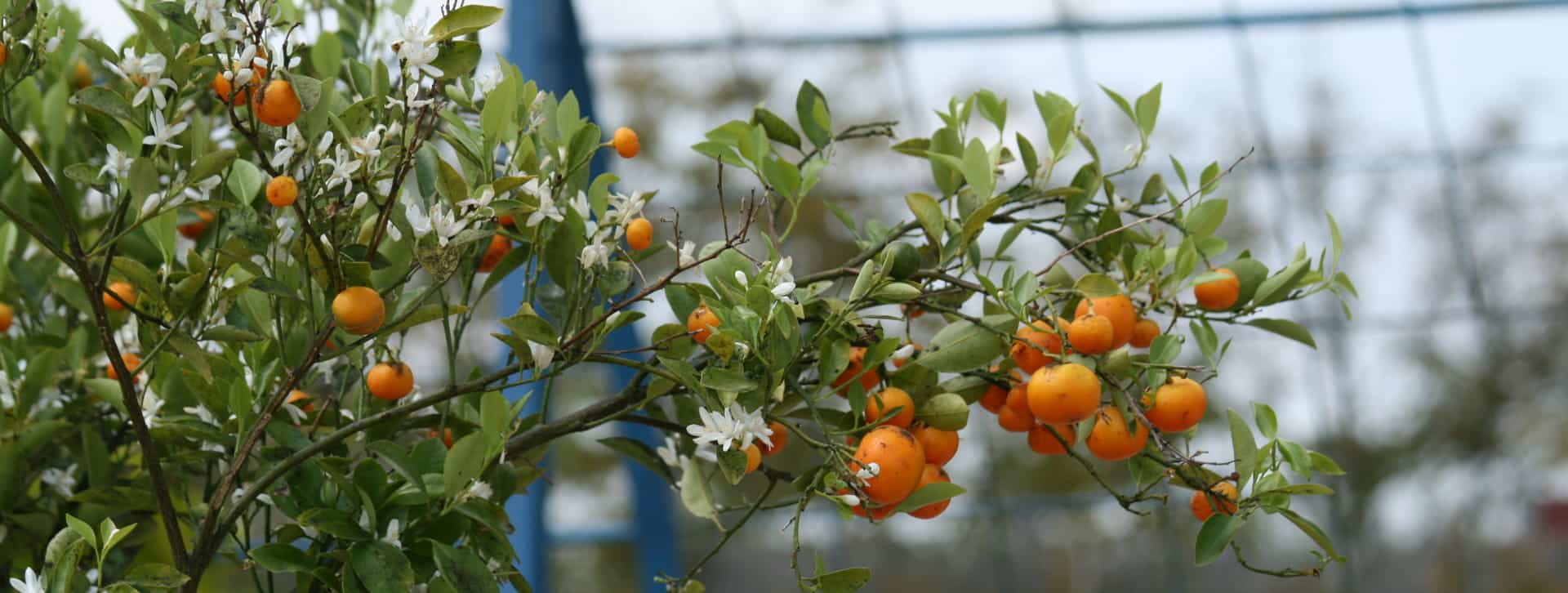Branche d'un agrumes portant des fruits de mandarines