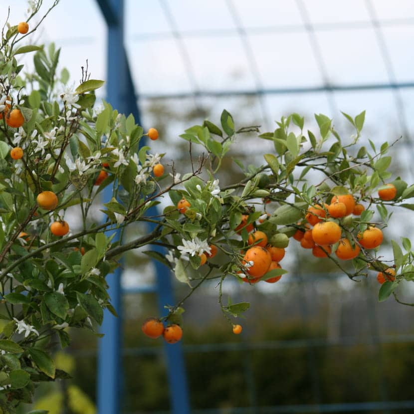 Branche d'un agrumes portant des fruits de mandarines
