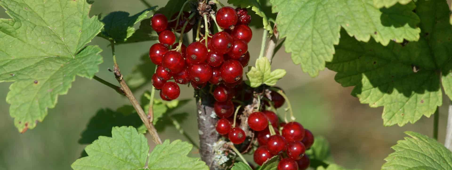 Grappe de groseilles