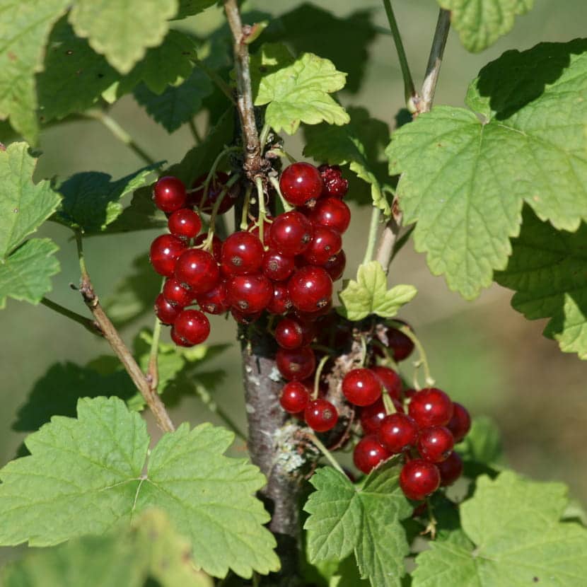 Grappe de groseilles