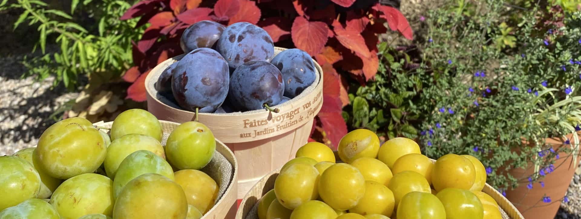 Paniers de quetsches et mirabelles dans un environnement vert