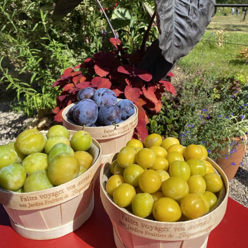 Paniers de quetsches et mirabelles dans un environnement vert