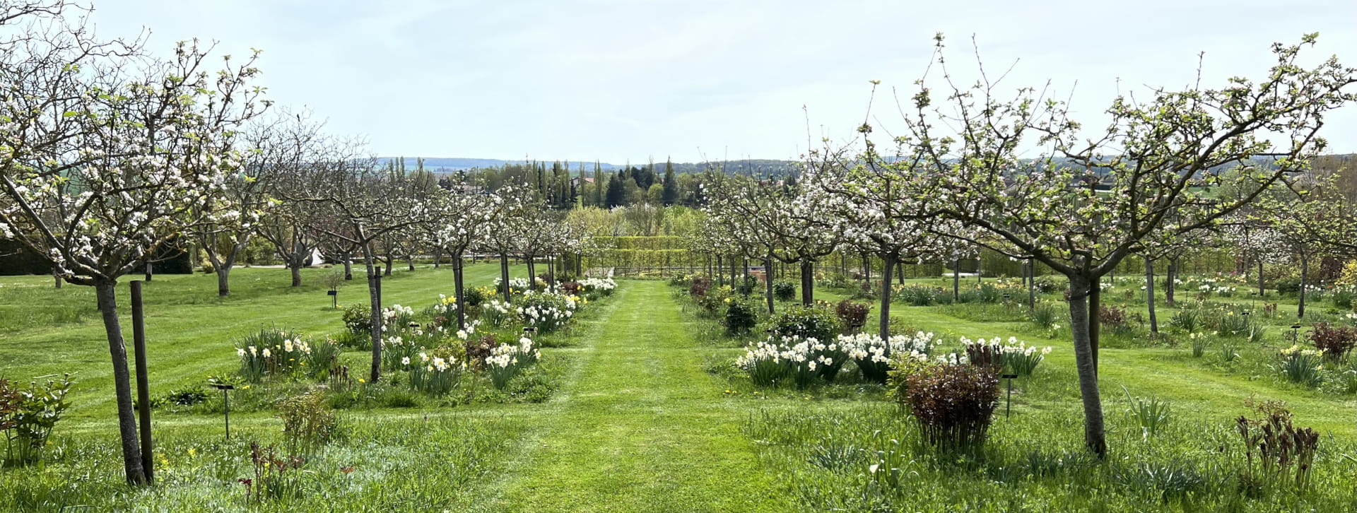 Verger prairie de pommiers en fleurs. Au pied des fruitiers, on trouve des narcisses de différentes variétés