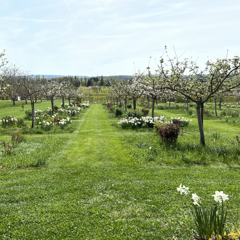 Verger prairie de pommiers en fleurs. Au pied des fruitiers, on trouve des narcisses de différentes variétés