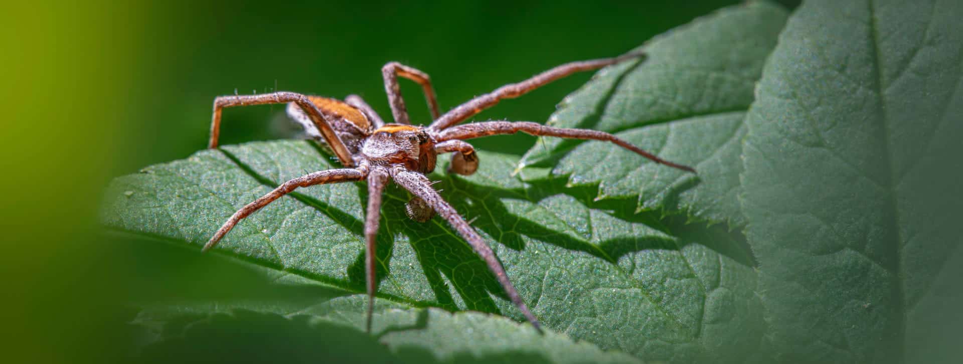 Petite araignée sur une feuille.