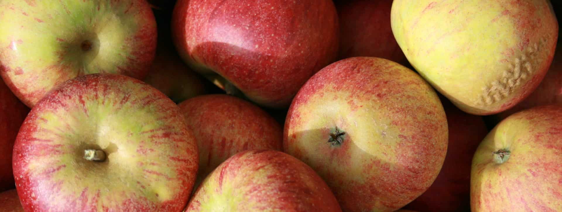 Plusieurs pommes rouges lavées de jaune, variété cox rouge