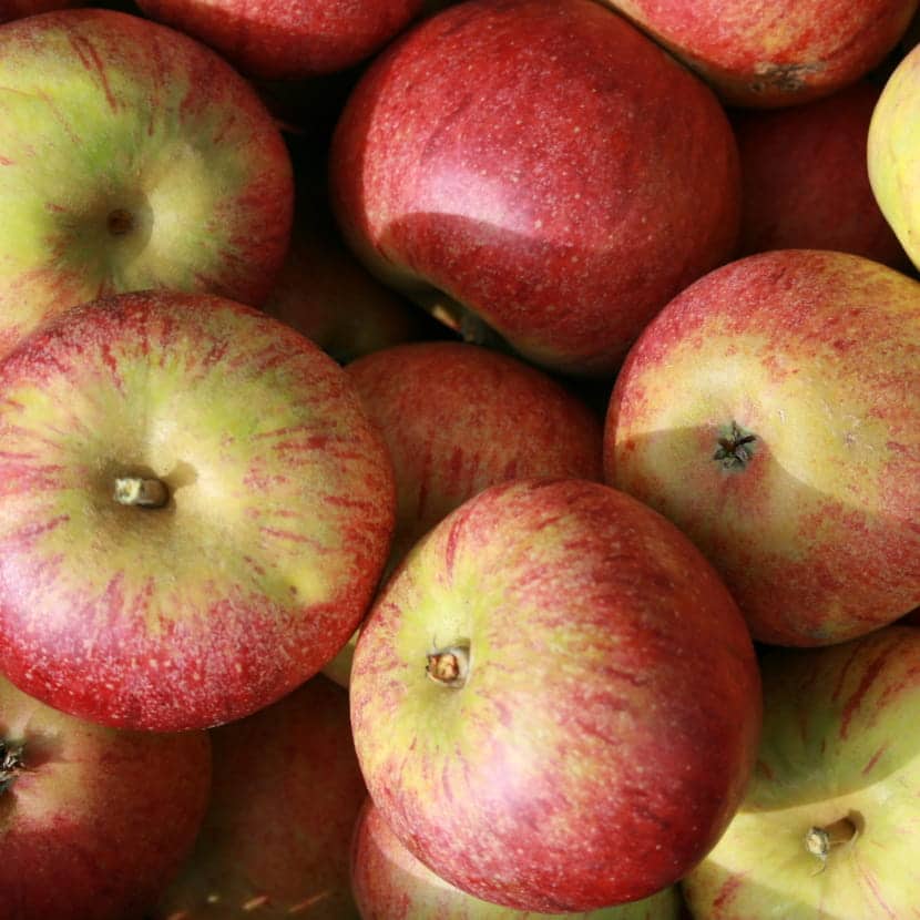 Plusieurs pommes rouges lavées de jaune, variété cox rouge