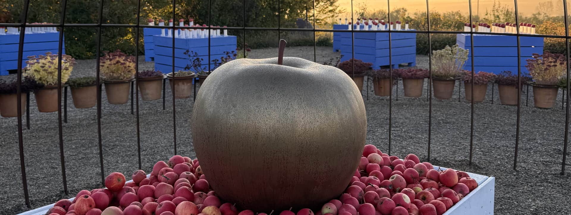 Grosse pomme dorée posée sur un box blanc rempli de pommes rouges. En second plan des box bleus et le lever du soleil derrière un rideau d'arbres.