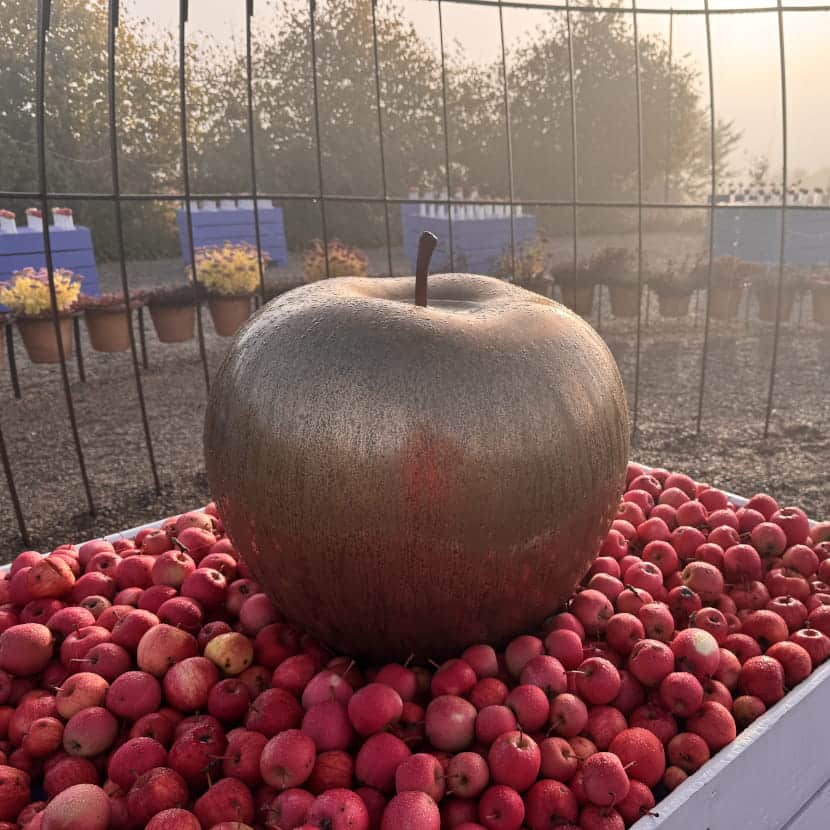Grosse pomme dorée posée sur un box blanc rempli de pommes rouges. En second plan des box bleus et le lever du soleil derrière un rideau d'arbres.