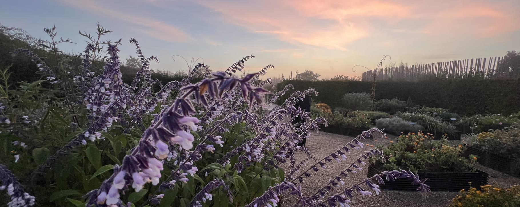 Au premier plan, un plan de sauge mauve, ciel de coucher du soleil. prise depuis le Jardin des fleurs à croquer.